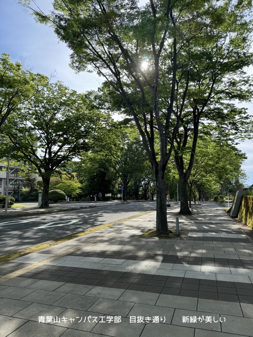 青葉山キャンパスの目抜き通り　新緑が美しい
